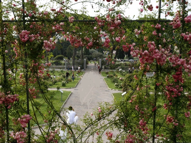 ROMA MAGGIO 2008. ROSETO COMUNALE . FOTO © MARTINA CRISTOFANI