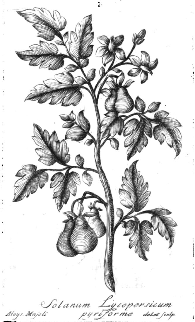solanum lycopersicum pyriforme" cioè il pomodoro
