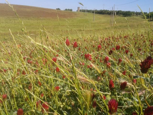 11329977_949939015058369_1255699249274226910_n