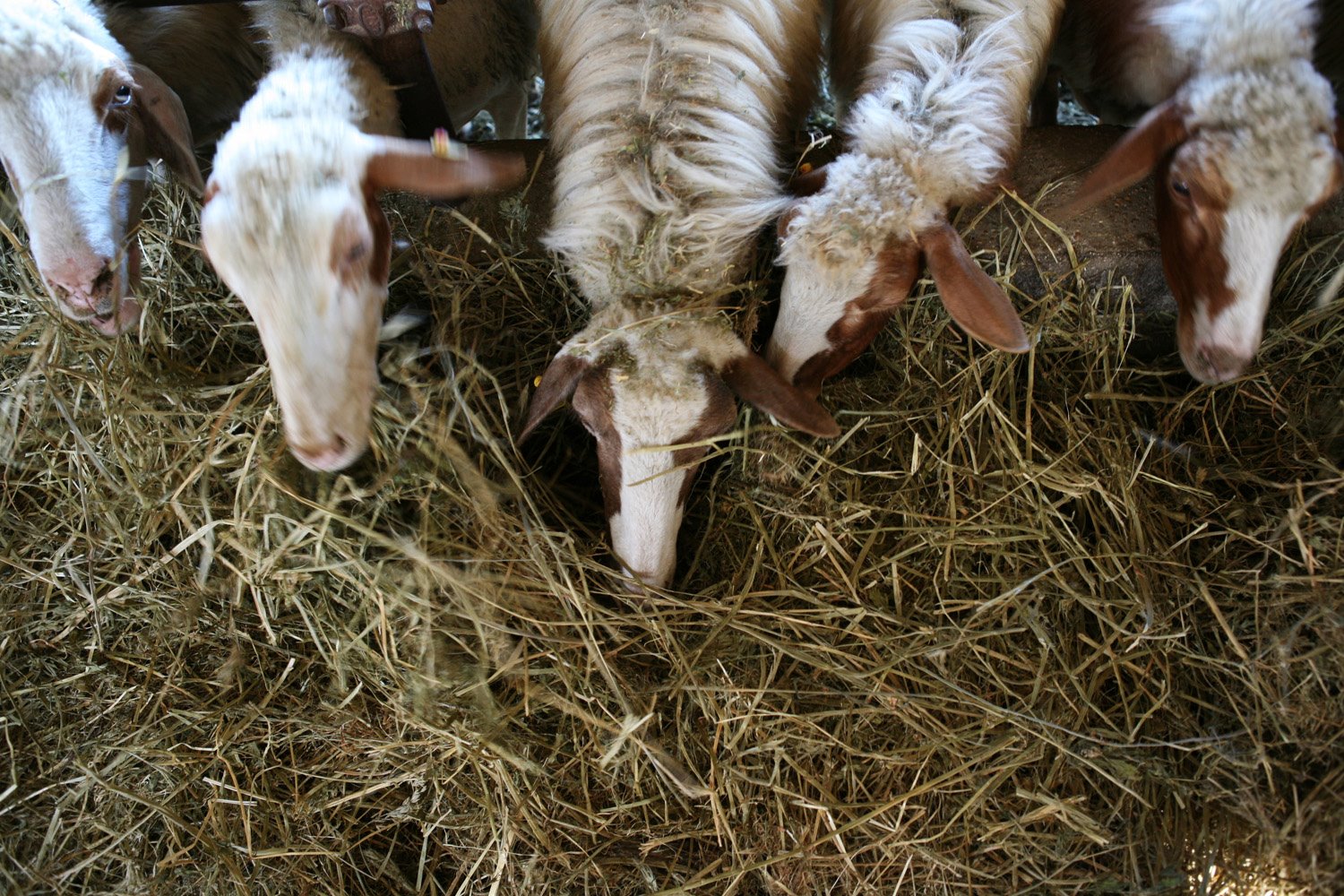 1495137_658934820825458_258795001_o