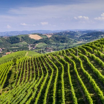 Evento Go Wine maggio 2022